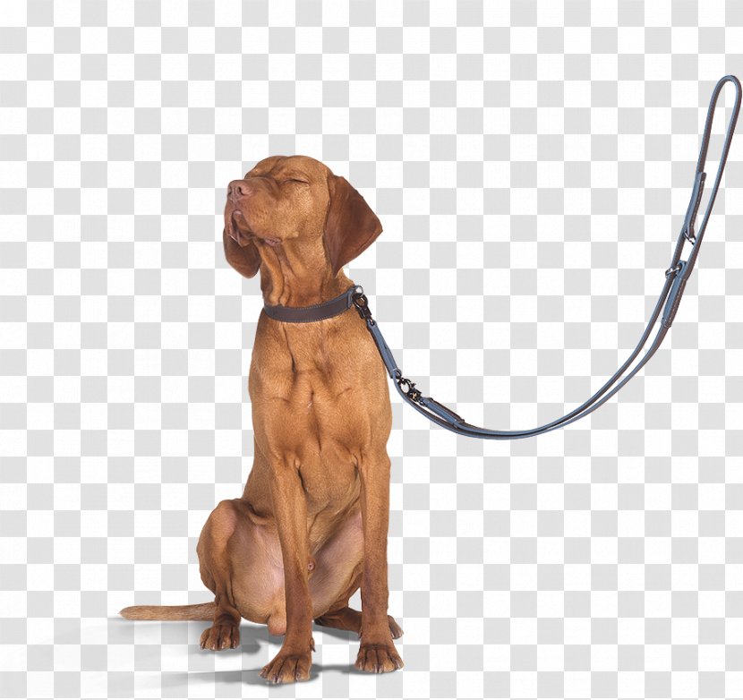 Dog Breed Redbone Coonhound Vizsla Black And Tan Companion - Wild Und Hund Transparent PNG