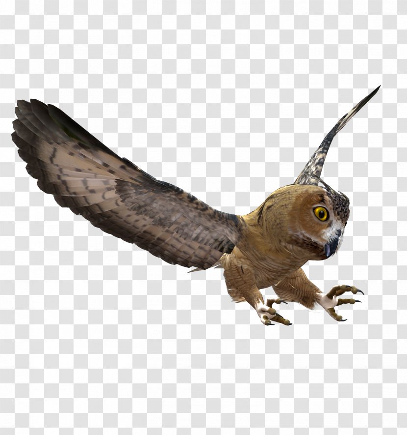 Bird Owl Blog Clip Art - Reptile - Owls Transparent PNG