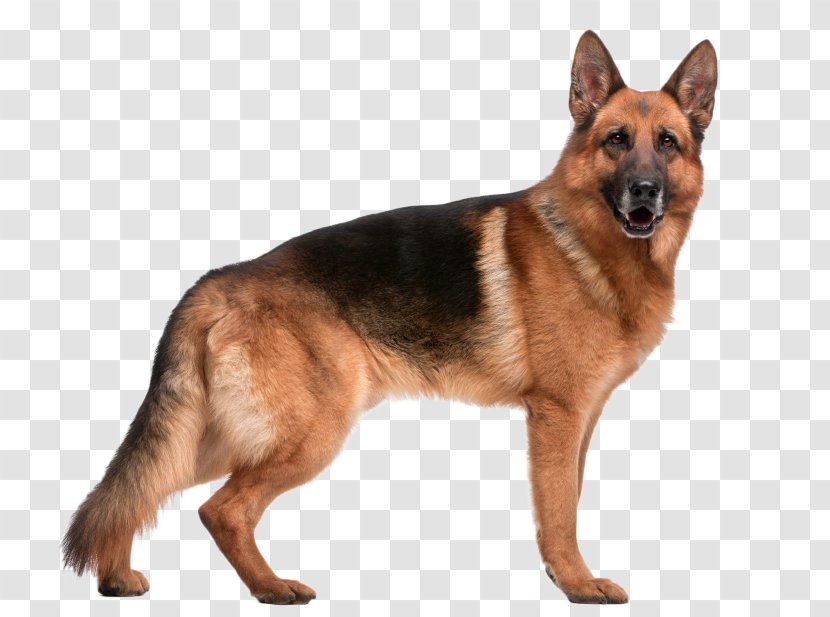 German Shepherd Border Collie Dog Breed Hip Dysplasia - Health - Pastor Transparent PNG