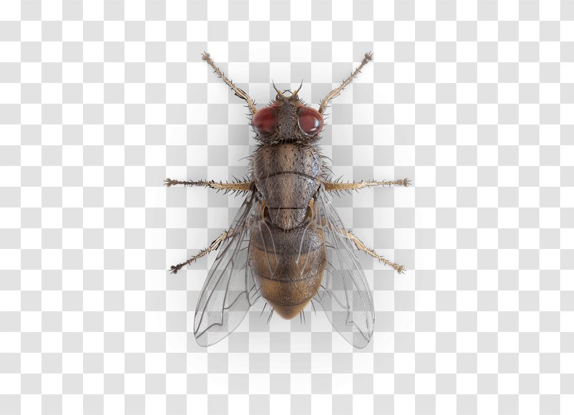 Mosquito Housefly Beetle Hornet - Indianmeal Moth - Flying Bugs Transparent PNG