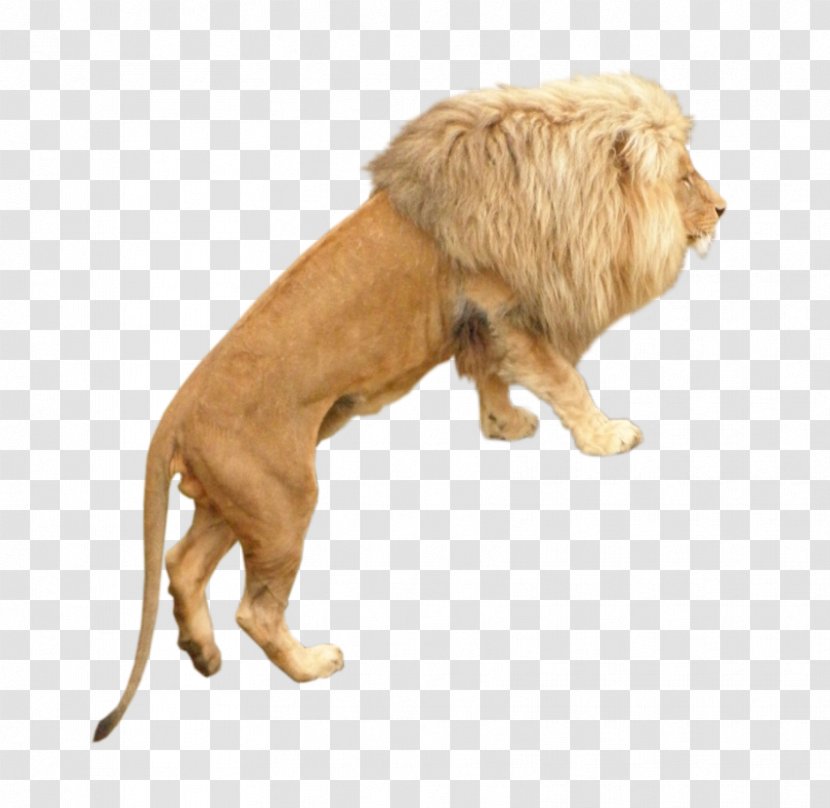 Lion Dog Breed - Library Transparent PNG