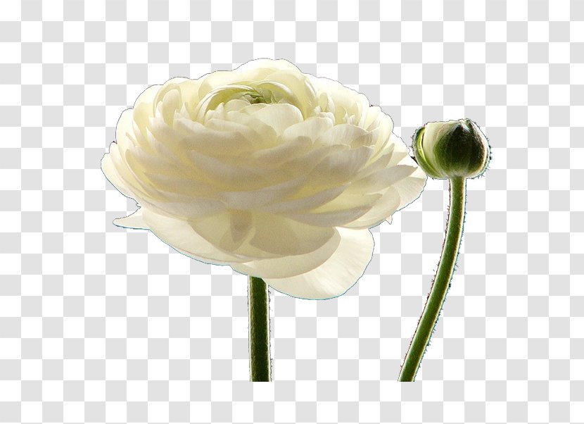 Petal Cut Flowers White Plant Stem - Rose Creative Transparent PNG