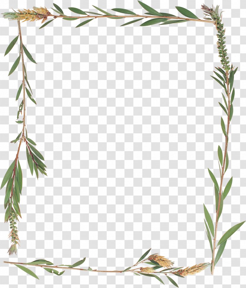 Picture Frames Herbaceous Plant Photography - Flowering Transparent PNG