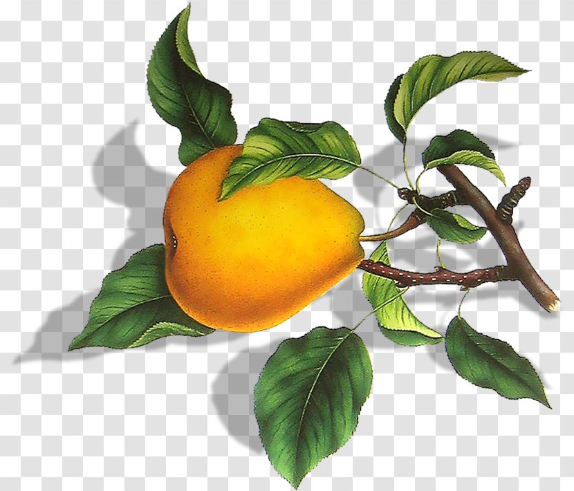 Pear Fruit Bitter Orange Transparent PNG
