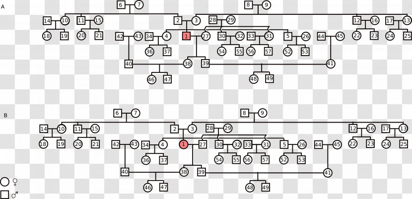 Wikimedia Commons Car Airplane - Tree - Relations Transparent PNG