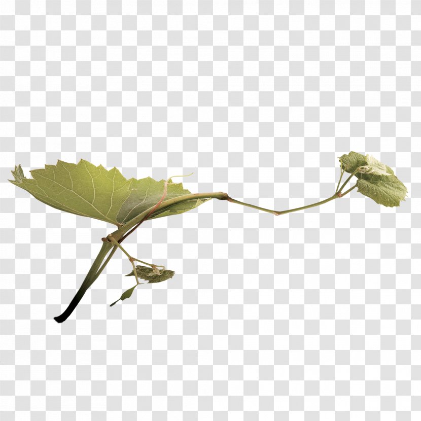 Wine Grape - Insect - Free Creative Pull Vines Transparent PNG