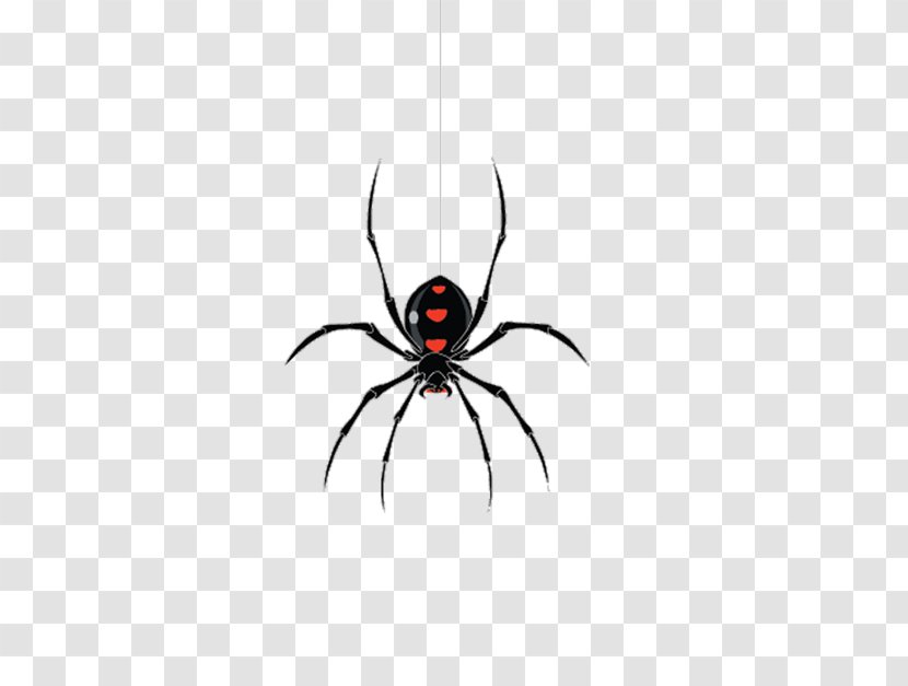 Jacksonville Widow Spiders - Information - Spider Creative Transparent PNG