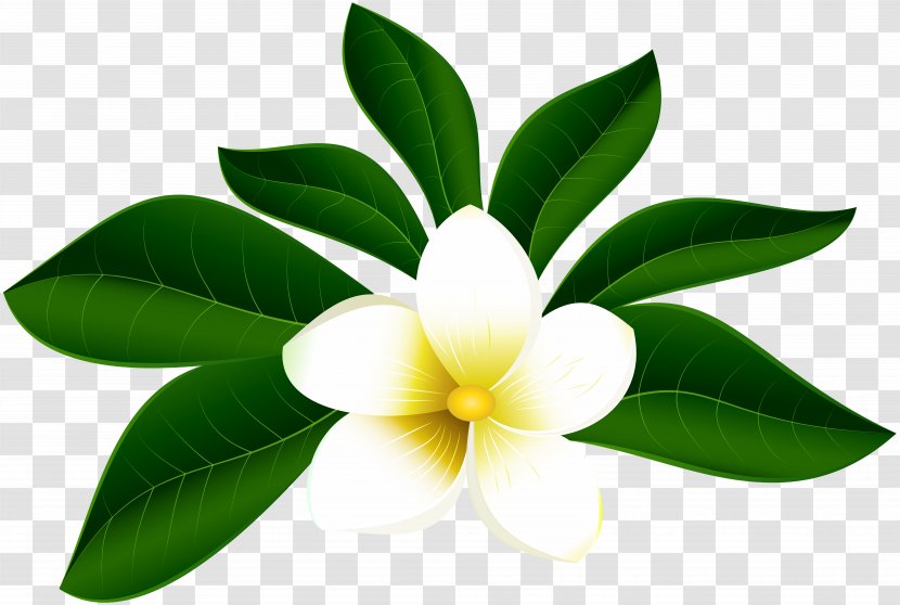 Flower Petal Clip Art - Floral Design - Tropical Leaf Transparent PNG