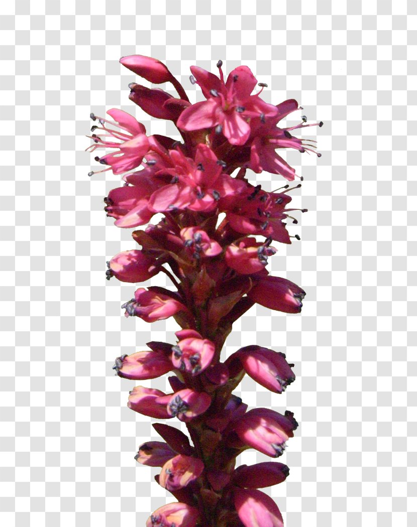 Flower Plant Stem Red - Cut Flowers Transparent PNG