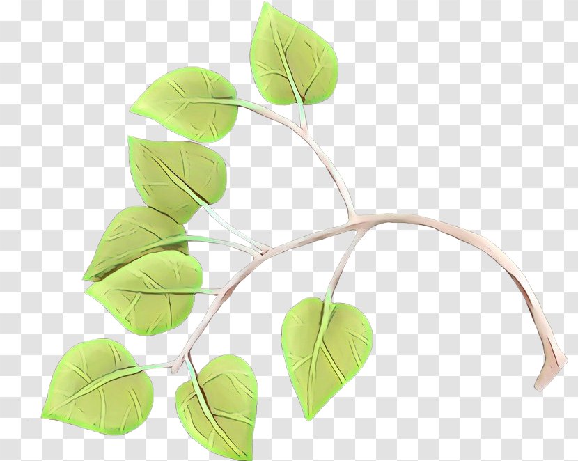 Leaf Green Plant Branch Flower - Cartoon - Stem Twig Transparent PNG