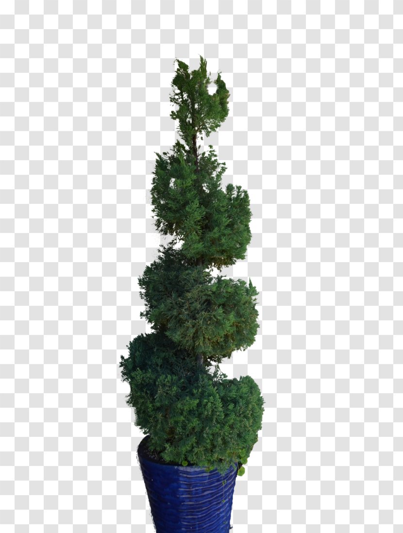 Pine Tree Spruce Fir Flowerpot Transparent PNG