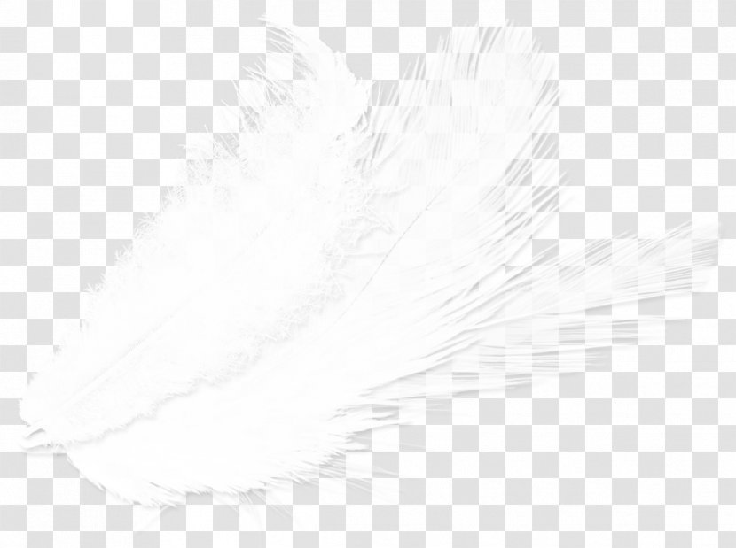 Feather White Drawing Close-up Transparent PNG