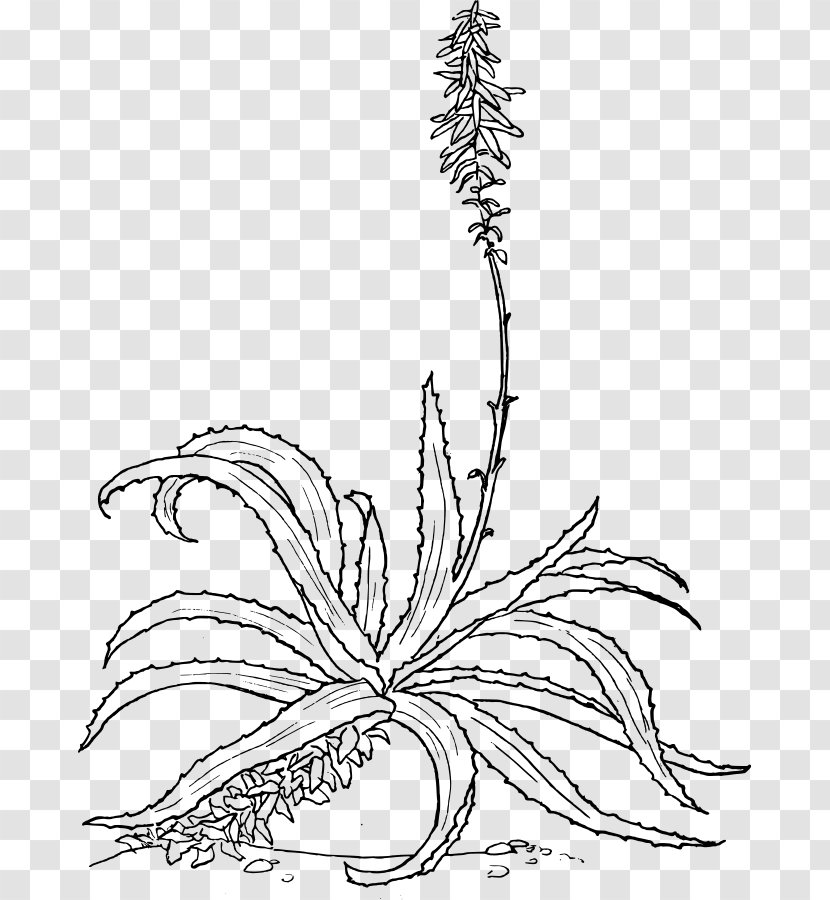 Aloe Vera Drawing Botany Marlothii Arborescens - Twig Transparent PNG