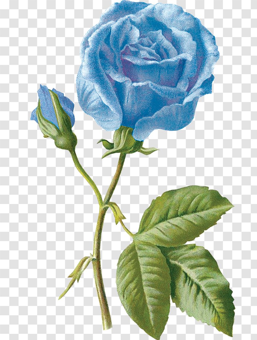 Blue Rose Garden Roses Drawing Flower - Order Transparent PNG