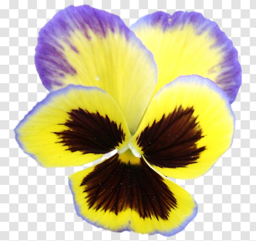 Pansy Flower Clip Art - Violet Family - Petal Transparent PNG