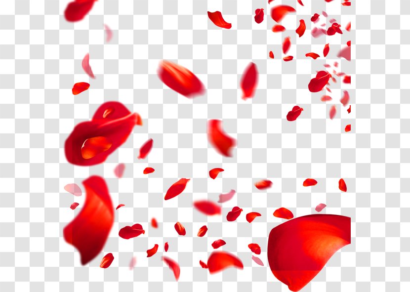 Beach Rose Petal Red Flower - Software Transparent PNG