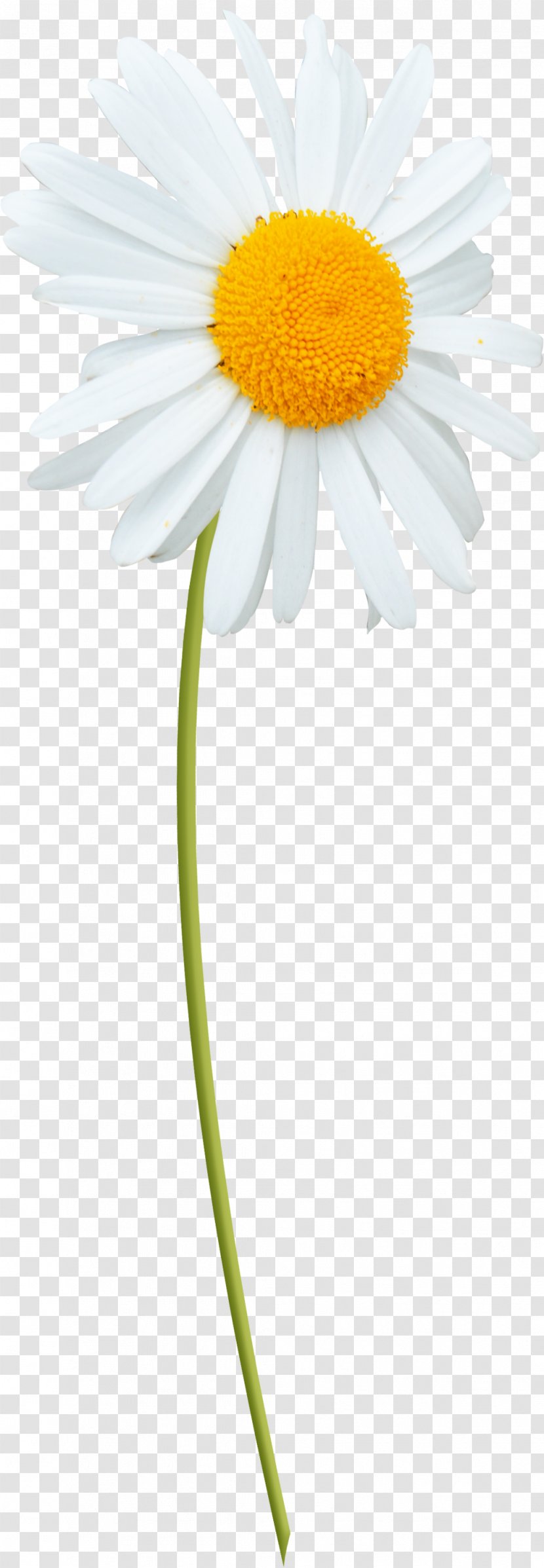 Oxeye Daisy Marguerite Roman Chamomile Transvaal Family - Plant Stem - ромашка Transparent PNG