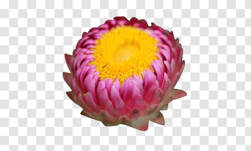 Chrysanthemum Xerochrysum Bracteatum Cut Flowers - Dahlia - Pink Buds Transparent PNG