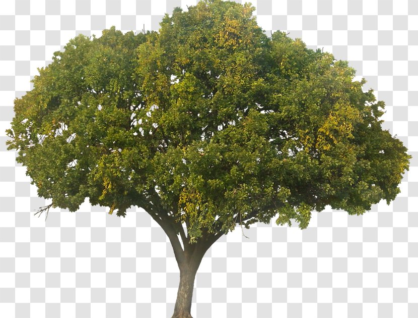 Tree Quercus Suber Plant - Tropical Fruit Transparent PNG