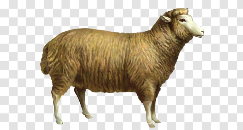 Sheep Goat Cattle Clip Art - Blog Transparent PNG
