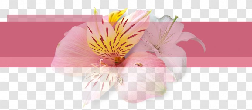 Floral Design Inspector Daya Cut Flowers Senior Abhijeet - Alstroemeriaceae - Best Wishes Transparent PNG