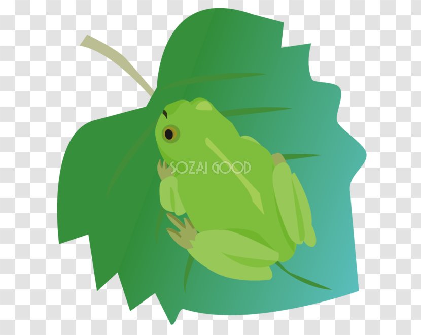 Tree Frog Green - Ai.zip Transparent PNG