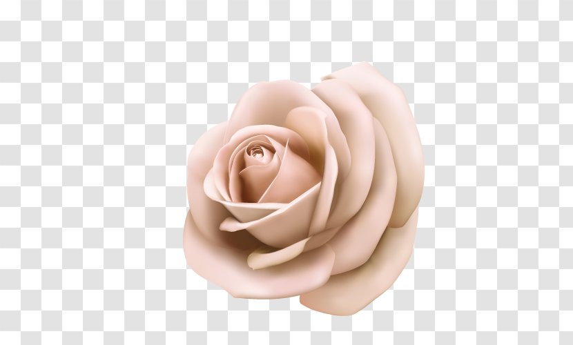 Rose Pink Poster Stock Photography - Vector Roses Transparent PNG