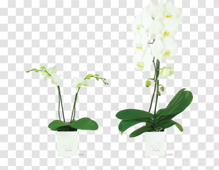 Moth Orchids Floral Design Flowerpot - Orchid - Flower Transparent PNG