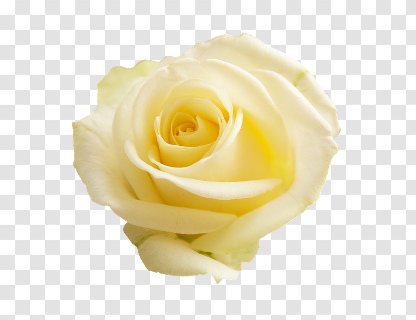 Garden Roses Flower White Cabbage Rose Transparent PNG