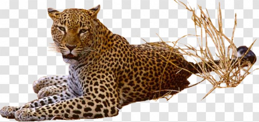 Jaguar Clip Art - Snout - Jaguarhd Transparent PNG