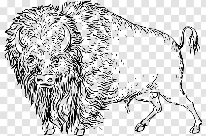 Cattle Drawing Clip Art - Snout - Bison Transparent PNG