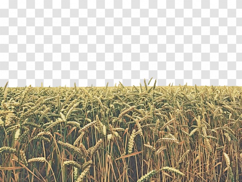 Crop Field Agriculture Cash Plant - Malt - Oat Transparent PNG