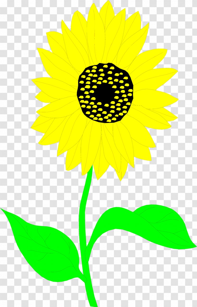 Common Sunflower Drawing Clip Art - Petal - Sunflowers Transparent PNG