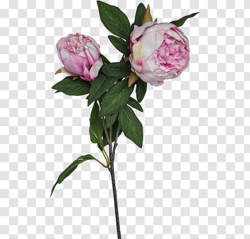 Cabbage Rose Garden Roses Cut Flowers Peony Petal Transparent PNG