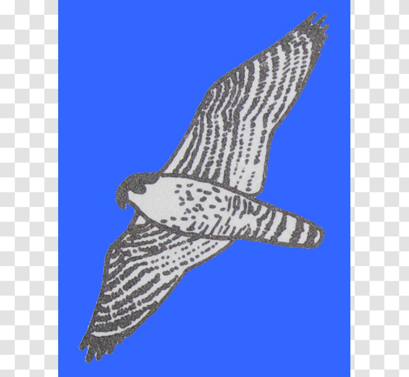 Hawk Eagle Shoe Beak Feather - Bird Of Prey - Bec Silhouette Transparent PNG