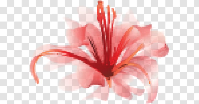 Red Spider Lily Lilium Watercolor Painting - Flower Transparent PNG