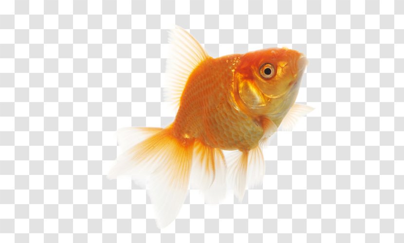 Goldfish Feeder Fish - Transparency And Translucency Transparent PNG