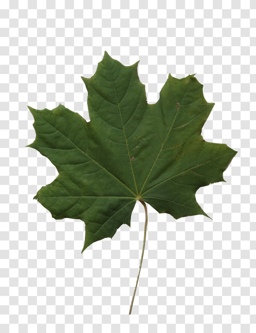 Oak Tree Leaves - Sweet Gum - Holly Grape Transparent PNG