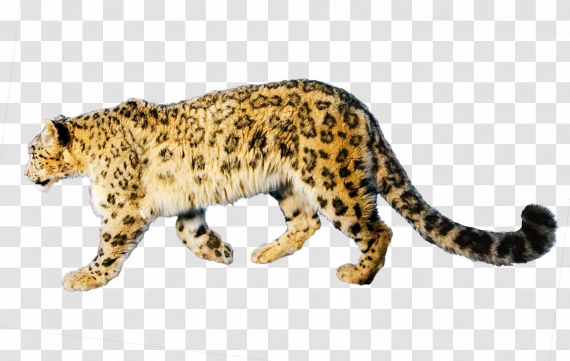 Snow Leopard Jaguar Cheetah - Fur Transparent PNG