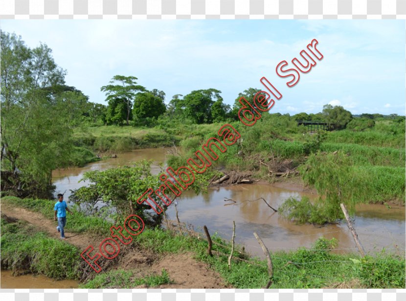 Nature Reserve Water Resources Vegetation Shrubland Riparian Zone - Wetland - Bank Transparent PNG