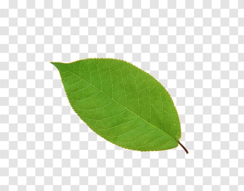 Leaf Apple High-definition Television - Plant - Leaves Transparent PNG