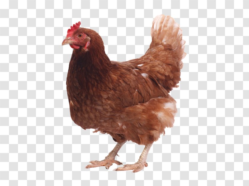 White Cut Chicken Orpington Wyandotte Rhode Island Red Stock Photography - Egg Transparent PNG