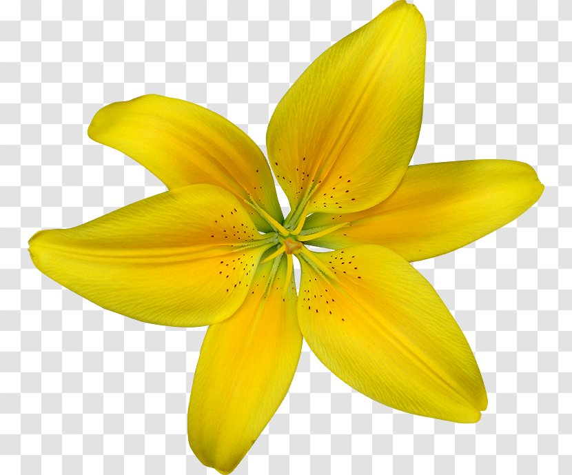 Daffodil Desktop Wallpaper Drawing Clip Art - Lily - Violet Clipart Transparent PNG