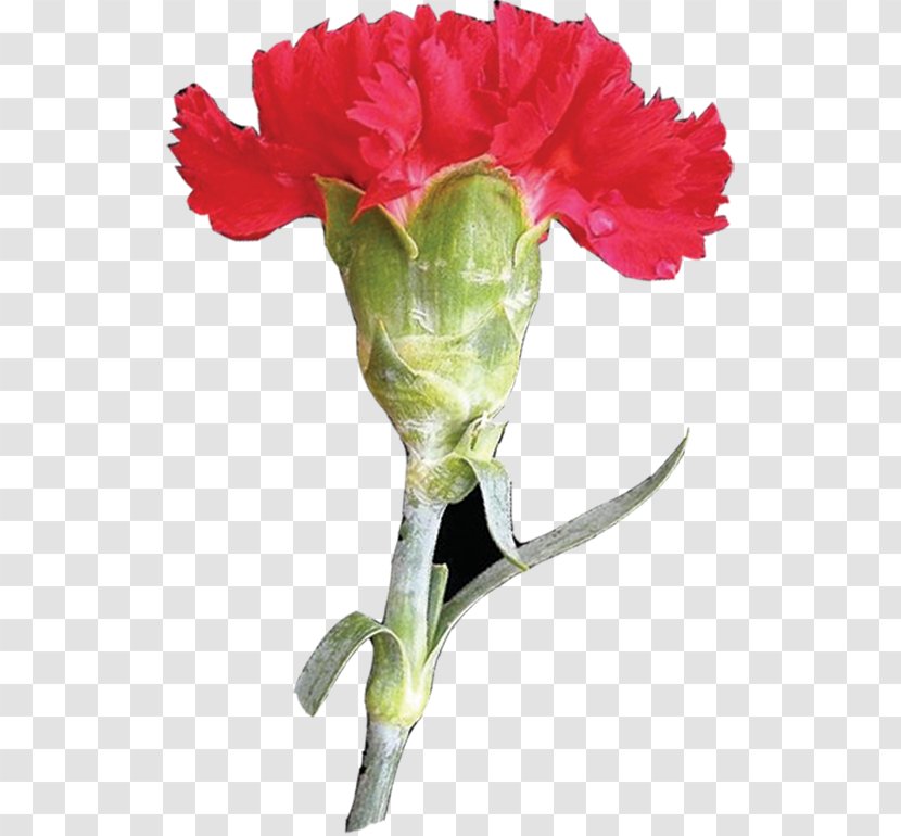 Garden Roses Carnation Mother's Day Flower Clip Art - Rose Family Transparent PNG