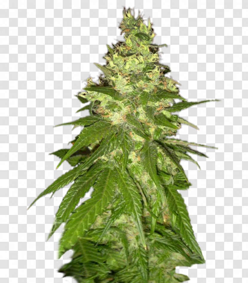 Cannabis Sativa Cultivar Seed Orange Bud Transparent PNG