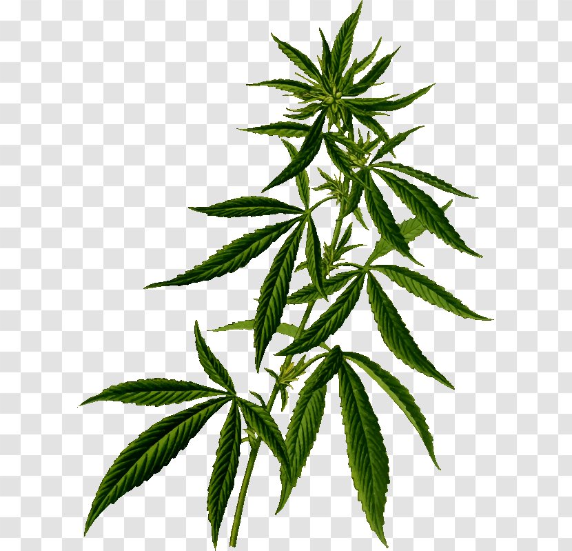 Cannabis Sativa Medical Plant - In California Transparent PNG