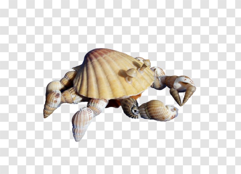 Box Turtles Tortoise .net - Emydidae - Coquillage Transparent PNG