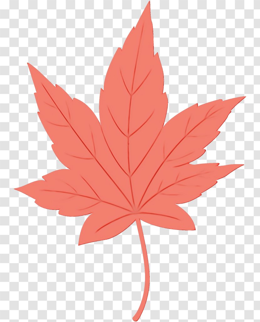 Maple Leaf - Black Transparent PNG