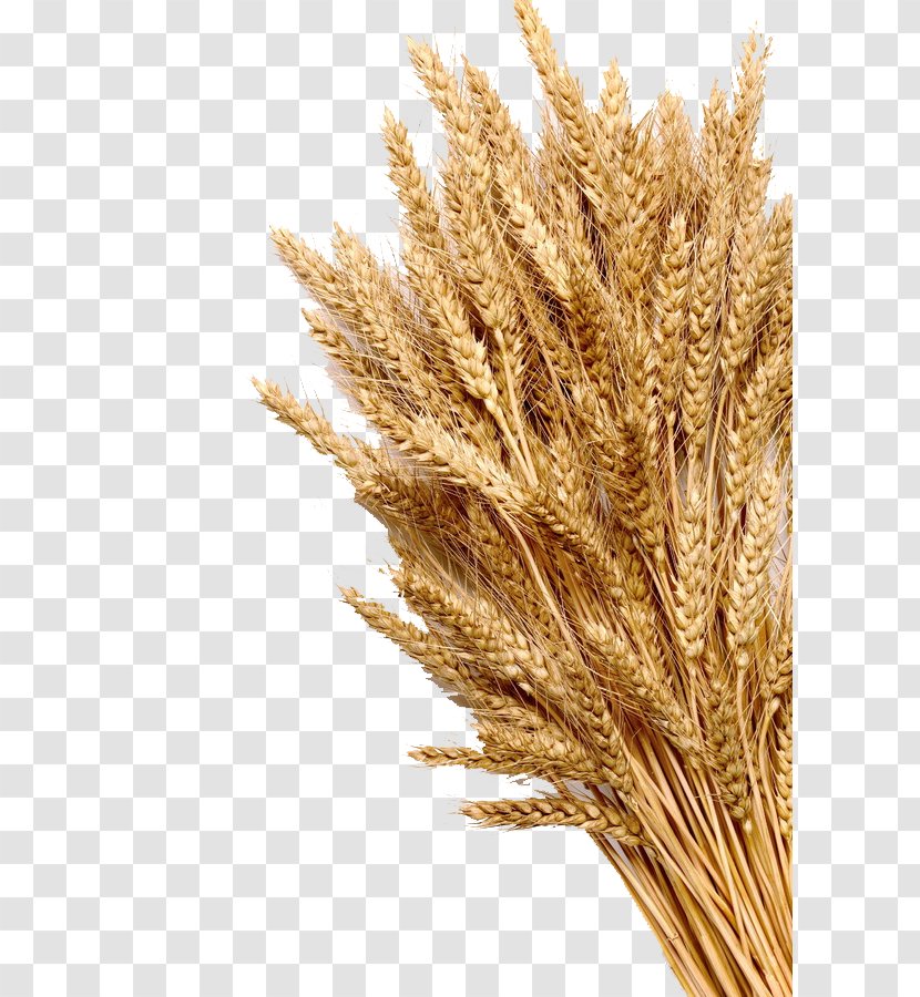 Wheat Ear Cereal Whole Grain Stock Photography - Mature Transparent PNG