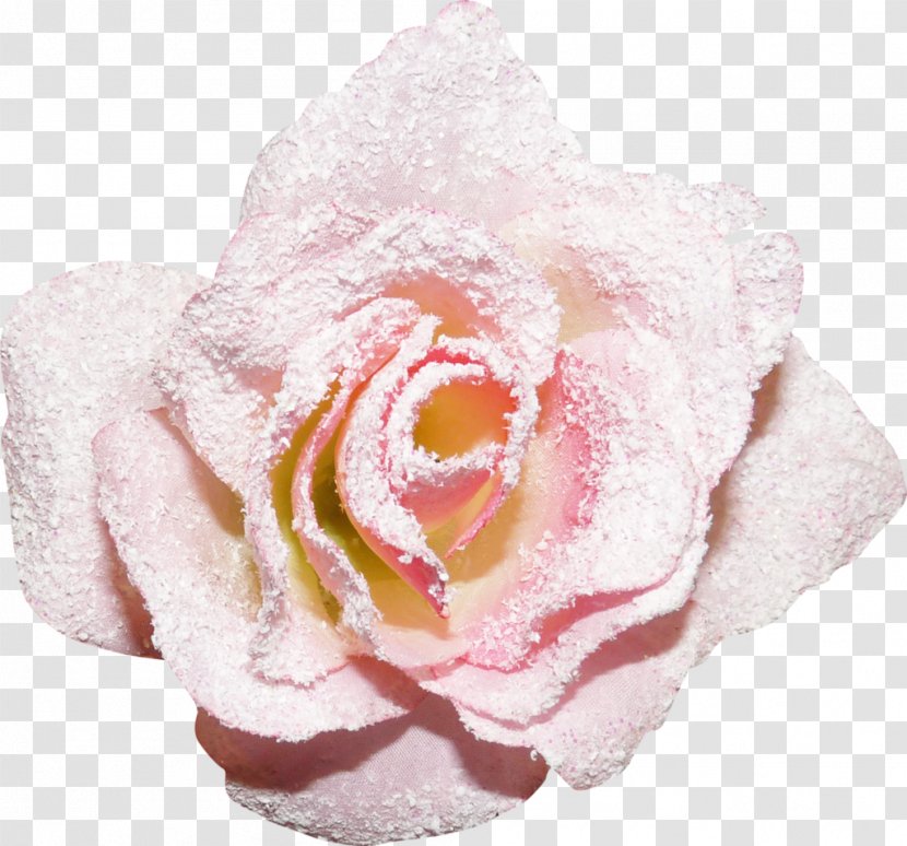 Still Life: Pink Roses Garden Yandex Google Images - Petal - 22 Transparent PNG